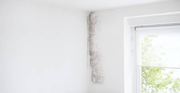 Estancia, NM Mold Removal Company