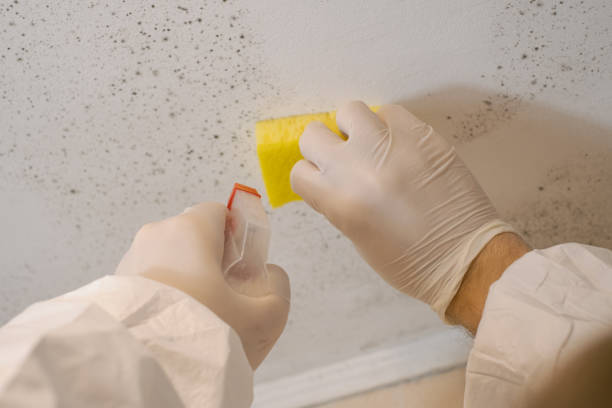 Best HVAC Mold Inspection and Cleaning  in Estancia, NM