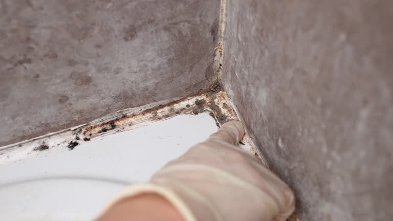 Best Mold Damage Restoration  in Estancia, NM